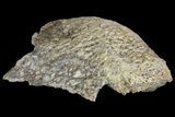 Permian Amphibian (Eryops) Fossil Premaxillary - Texas #155163-2